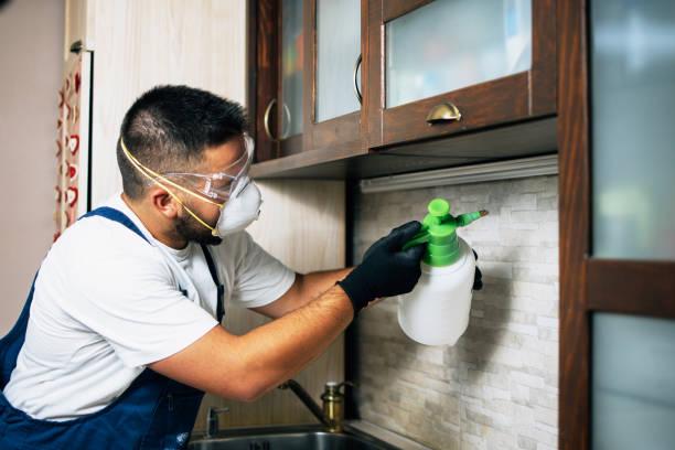 Wasp Removal Services in St John, KS