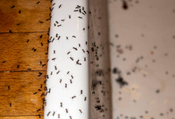 Wasp Removal Services in St John, KS
